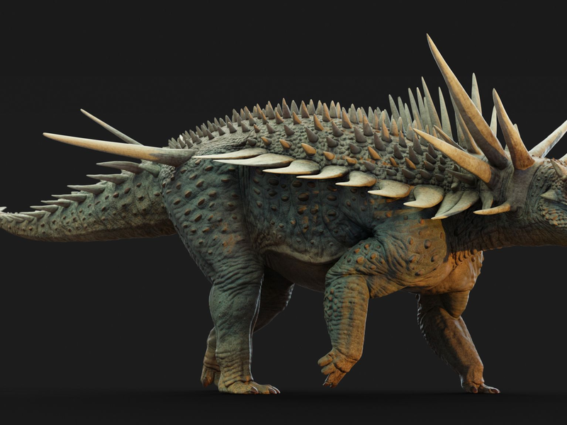 Besonders auffällig ist der Nacken des Tiers. Er hat fünf Stacheln, von denen mindestens zwei fast einen Meter lang sind. - Foto: Matthew Dempsey/-/dpa