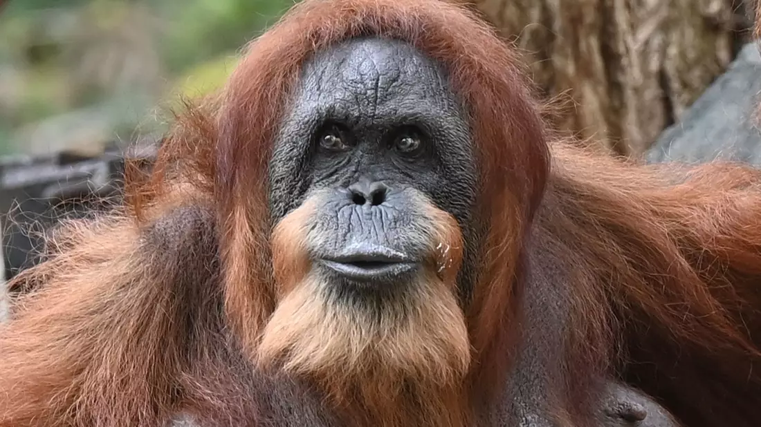 Bella hat nur noch zwei Zähne, einen Dickkopf und liebt Bananen und Karotten. - Bild: David Hammersen/dpa