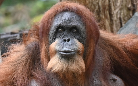 Bella hat nur noch zwei Zähne, einen Dickkopf und liebt Bananen und Karotten. - Foto: David Hammersen/dpa Bella hat nur noch zwei Zähne, einen Dickkopf und liebt Bananen und Karotten. - Foto: David Hammersen/dpa
