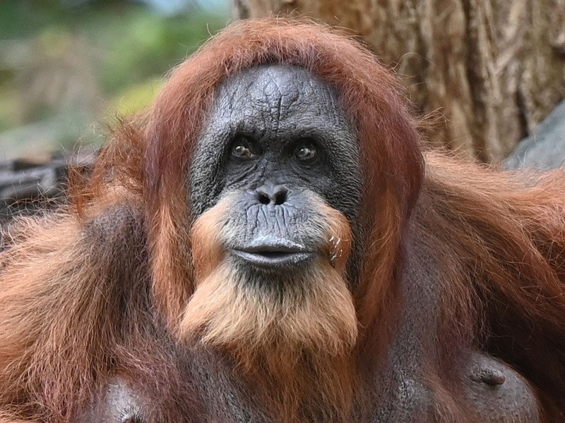 Bella hat nur noch zwei Zähne, einen Dickkopf und liebt Bananen und Karotten. - Foto: David Hammersen/dpa