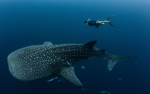Walhaie gelten als die sanften Giganten der Meere - sind aber stark bedroht. - Foto: M.V. Erdmann/dpa