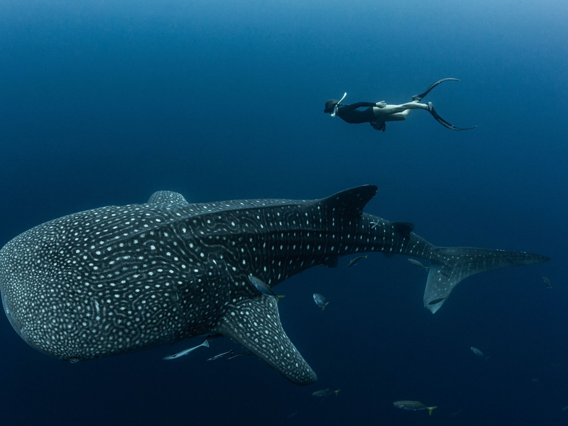 Walhaie gelten als die sanften Giganten der Meere - sind aber stark bedroht. - Foto: M.V. Erdmann/dpa