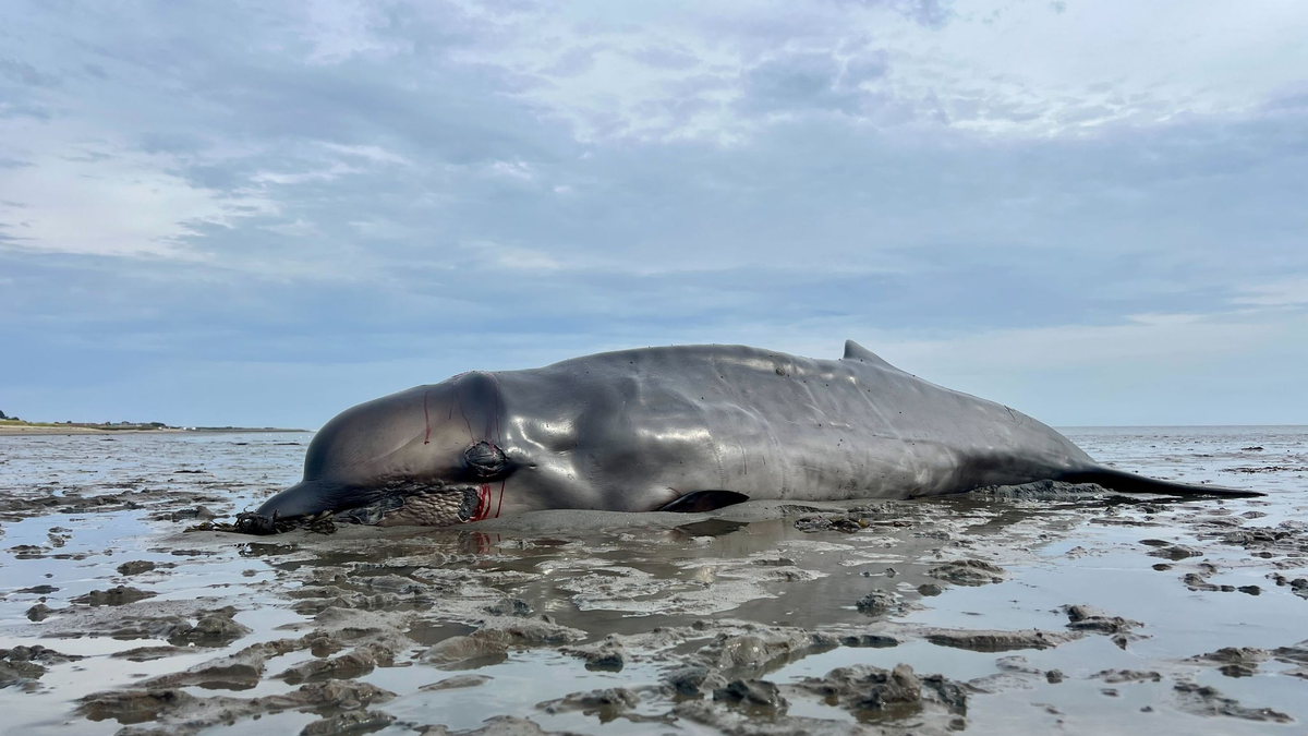 Der im Watt gestrandete Schnabelwal war abgemagert. Er wurde von einem Seehundjäger erschossen. - Foto: Lea Albert/dpa