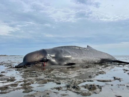 Der im Watt gestrandete Schnabelwal war abgemagert. Er wurde von einem Seehundjäger erschossen. - Foto: Lea Albert/dpa