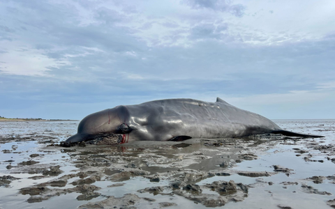 Ein Seehundjäger hat das Tier erschossen. - Foto: Lea Albert/dpa