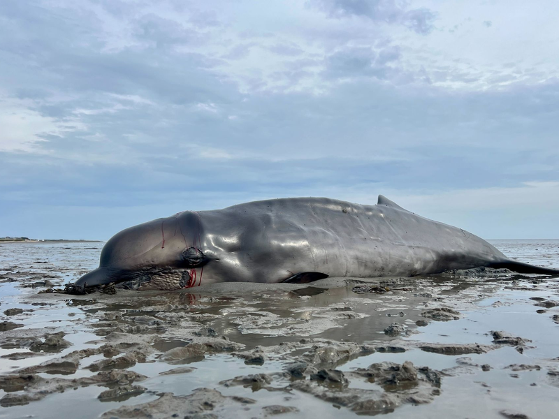 Ein Seehundjäger hat das Tier erschossen. - Foto: Lea Albert/dpa