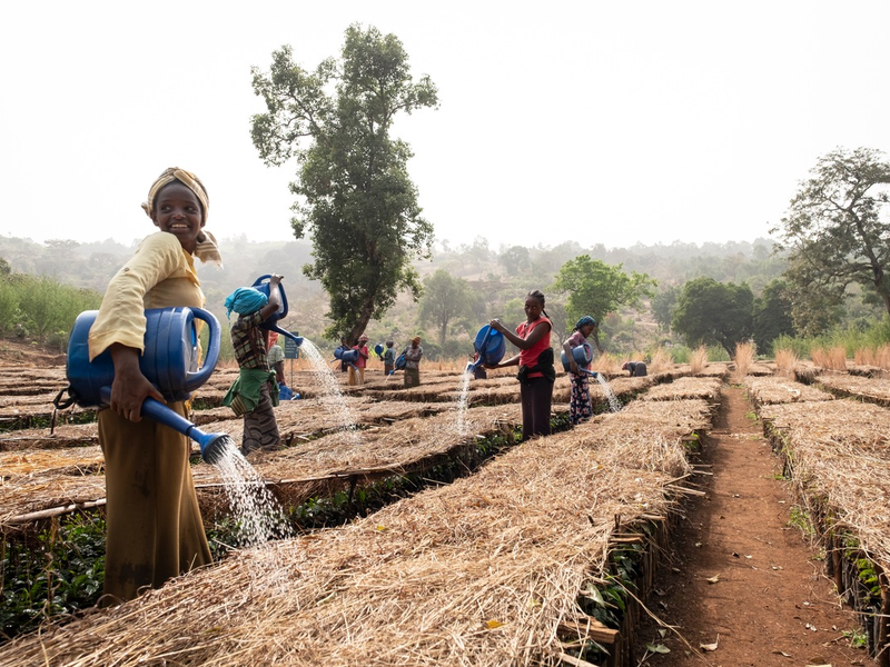 Stiftung Menschen für Menschen: Warum regenerativer Anbau der einzige Weg aus der Kaffeekrise ist - Foto: presseportal.de