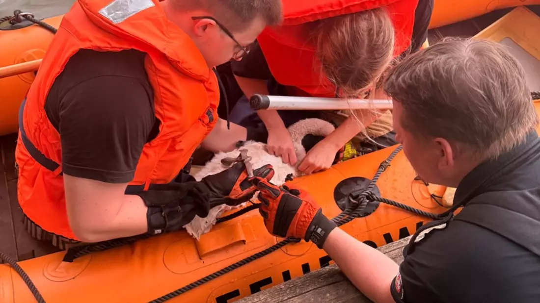 FW-DT: Jungschwan aus misslicher Lage gerettet - Bild: presseportal.de