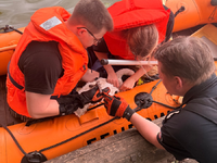 FW-DT: Jungschwan aus misslicher Lage gerettet - Foto: presseportal.de