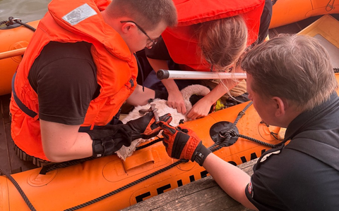 FW-DT: Jungschwan aus misslicher Lage gerettet - Foto: presseportal.de