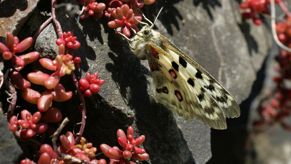 Der Apollofalter ist vom Aussterben bedroht (Archivbild). - Foto: Thomas Frey/dpa