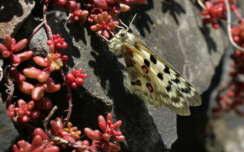 Der Apollofalter ist vom Aussterben bedroht (Archivbild). - Foto: Thomas Frey/dpa
