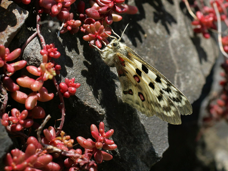 Der Apollofalter ist vom Aussterben bedroht (Archivbild). - Foto: Thomas Frey/dpa