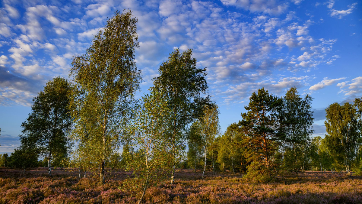 «Der Sommer war relativ warm, es war aber kein Rekordsommer», sagte DWD-Experte Andreas Walter der Deutschen Presse-Agentur. - Foto: Patrick Pleul/dpa