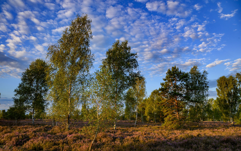 «Der Sommer war relativ warm, es war aber kein Rekordsommer», sagte DWD-Experte Andreas Walter der Deutschen Presse-Agentur. - Foto: Patrick Pleul/dpa «Der Sommer war relativ warm, es war aber kein Rekordsommer», sagte DWD-Experte Andreas Walter der Deutschen Presse-Agentur. - Foto: Patrick Pleul/dpa
