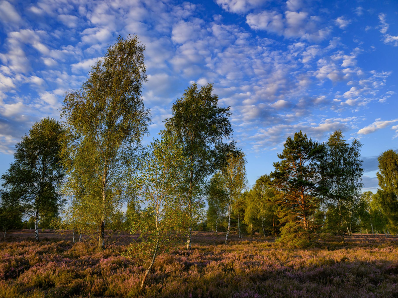 «Der Sommer war relativ warm, es war aber kein Rekordsommer», sagte DWD-Experte Andreas Walter der Deutschen Presse-Agentur. - Foto: Patrick Pleul/dpa