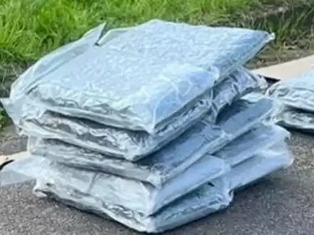 ZOLL-E: Supernasen - Zollhunde Fiete und Kim erschnüffeln über 50 kg Drogen im Wert von ½ Million Euro - 1 Person in Haft - Foto: presseportal.de