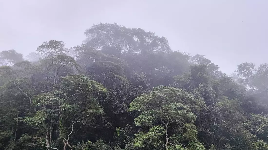 Brasilianischer Regenwald (Archiv) - Bild: über dts Nachrichtenagentur