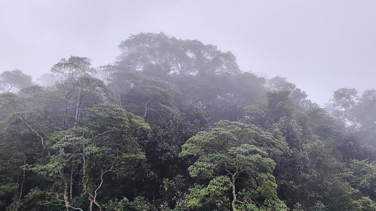 Brasilianischer Regenwald (Archiv) - Foto: über dts Nachrichtenagentur