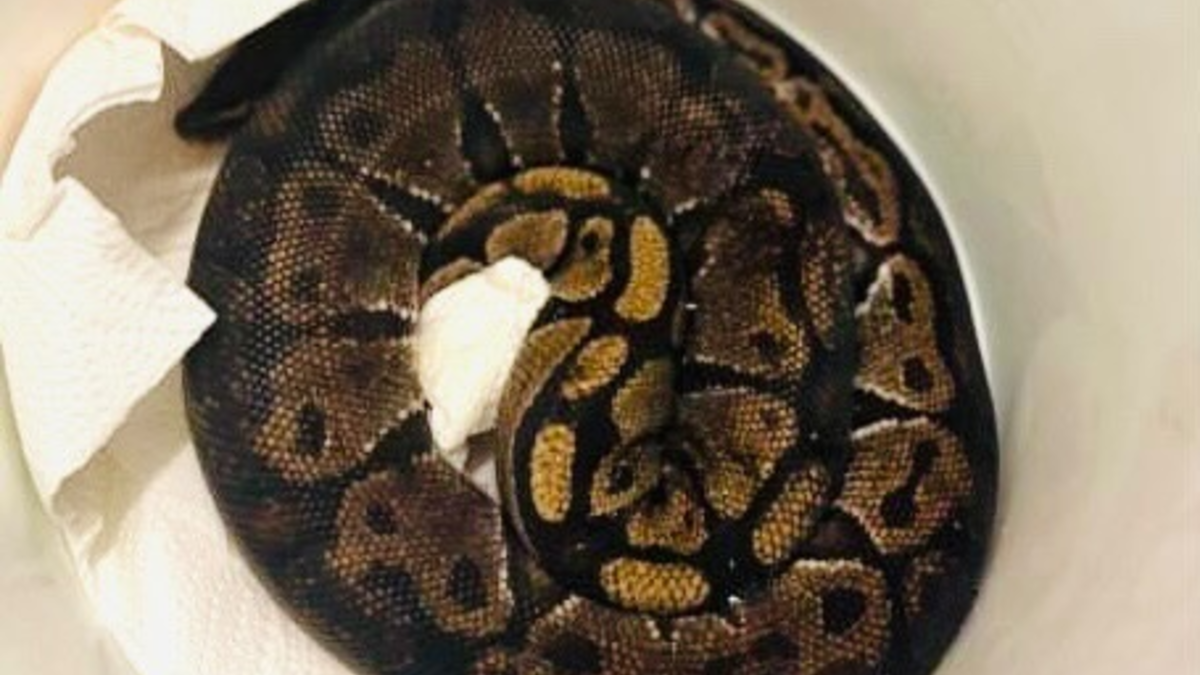 POL-DA: Michelstadt: Königspython auf Campgelände/Schlange übernachtet auf Polizeiwache - Foto: presseportal.de