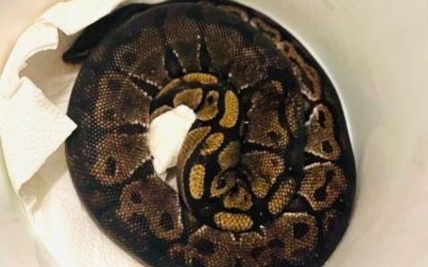 POL-DA: Michelstadt: Königspython auf Campgelände/Schlange übernachtet auf Polizeiwache - Foto: presseportal.de