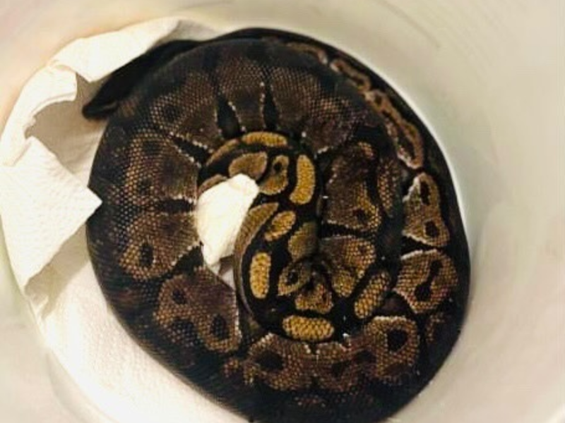 POL-DA: Michelstadt: Königspython auf Campgelände/Schlange übernachtet auf Polizeiwache - Foto: presseportal.de