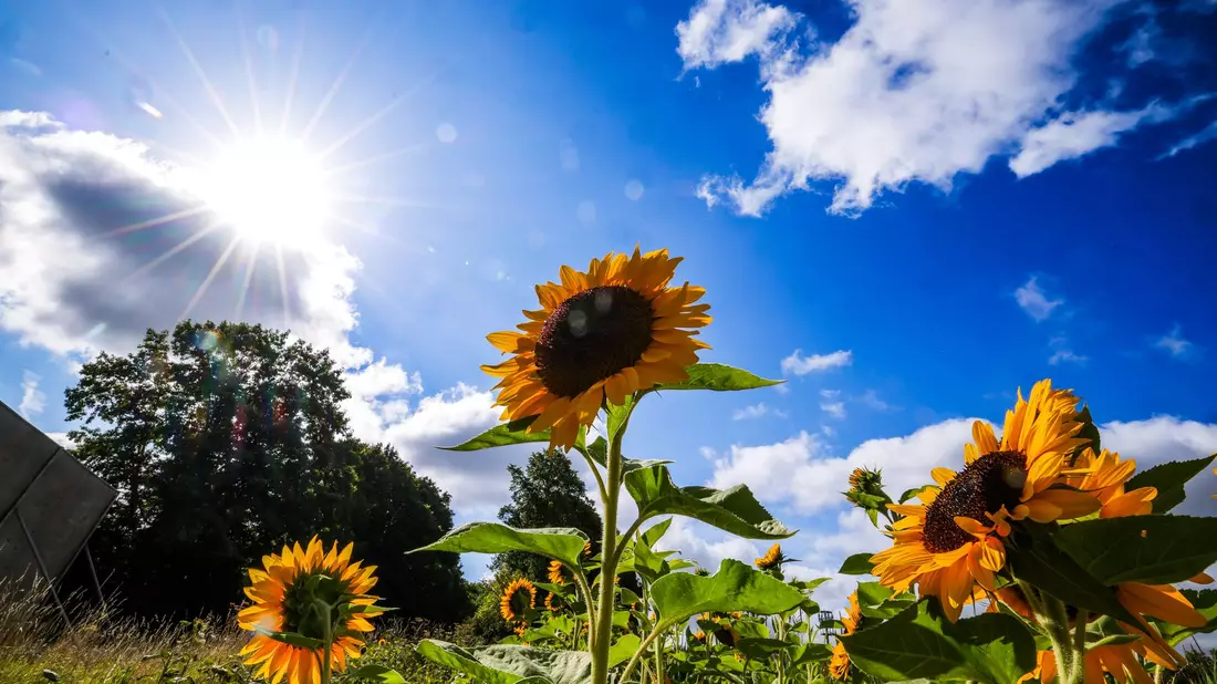 Die Sonne schien im Sommer 2025 oft vom Himmel. (Symbolbild) - Bild: Christoph Reichwein/dpa