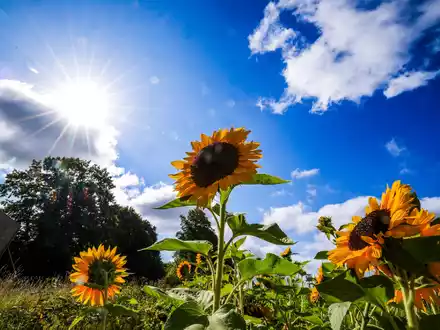 Die Sonne schien im Sommer 2025 oft vom Himmel. (Symbolbild) - Foto: Christoph Reichwein/dpa