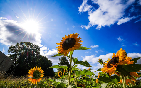 Die Sonne schien im Sommer 2025 oft vom Himmel. (Symbolbild) - Foto: Christoph Reichwein/dpa