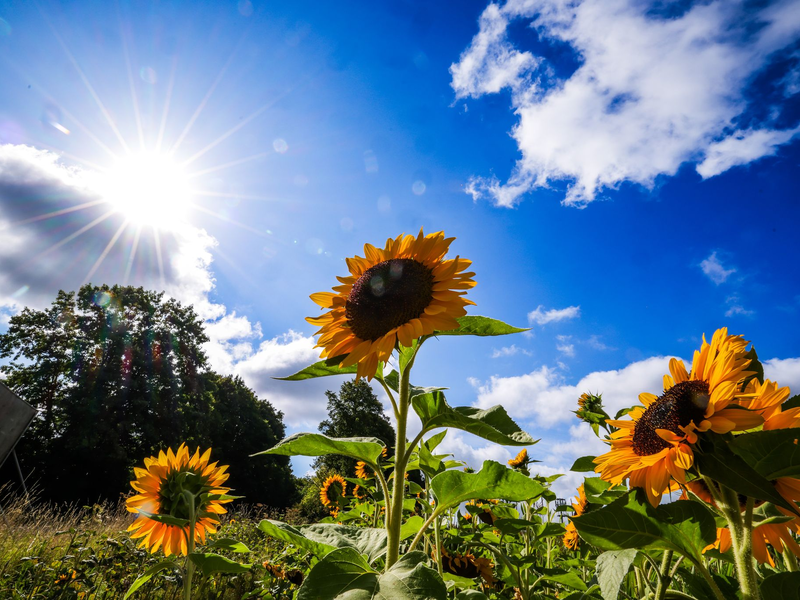 Die Sonne schien im Sommer 2025 oft vom Himmel. (Symbolbild) - Foto: Christoph Reichwein/dpa