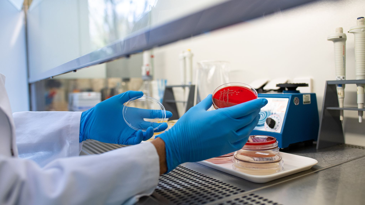 Die Zahl der registrierten Ehec-Infektionen in Mecklenburg-Vorpommern hat sich auf 17 erhöht. (Illustration)        - Foto: Guido Kirchner/dpa