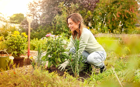 Klimafreundlich gÀrtnern: Jetzt torffrei in den Herbst starten - Foto: presseportal.de Klimafreundlich gÀrtnern: Jetzt torffrei in den Herbst starten - Foto: presseportal.de