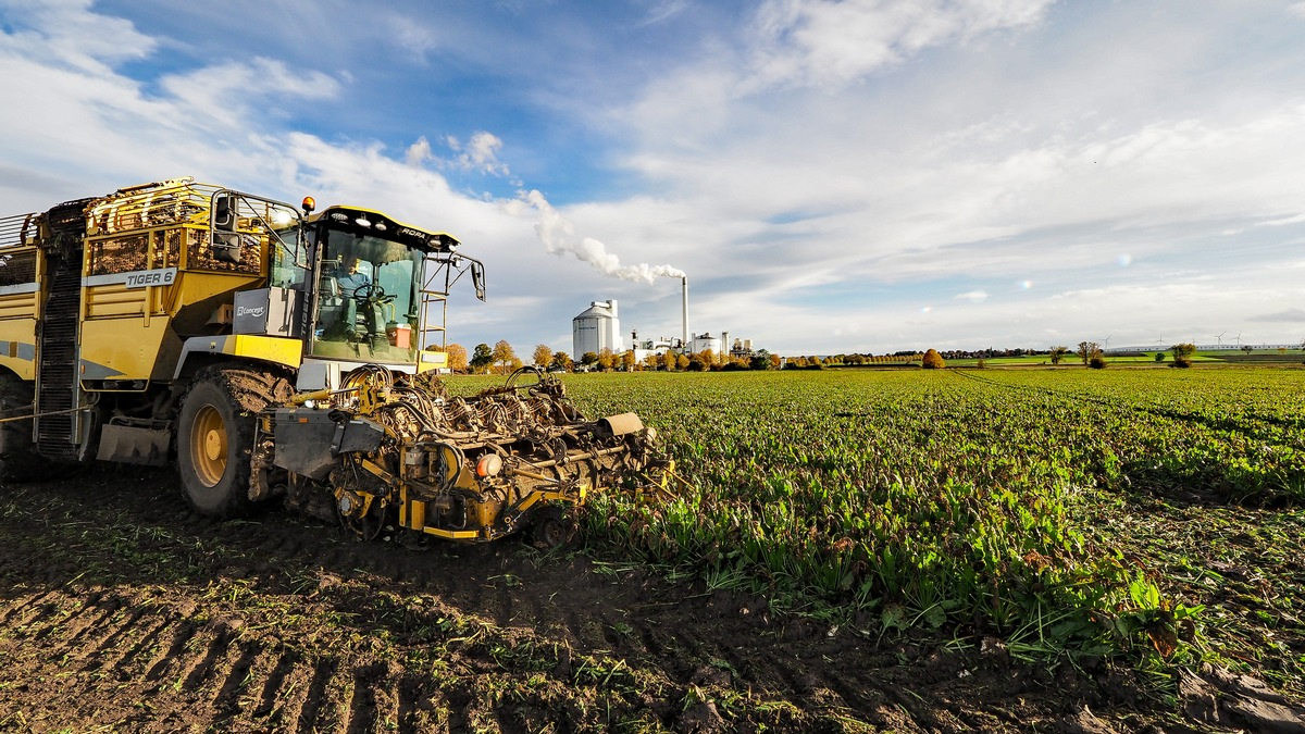 Nordzucker startet in die Kampagne 2025/26: Werke sind fit für die Rübenverarbeitung - Foto: presseportal.de