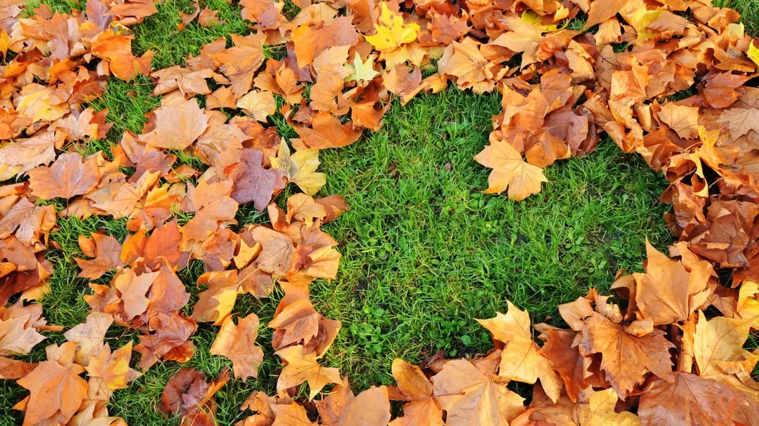 Die optimale Rasenpflege im Herbst, für ein vitales Wachstum im Frühjahr - Bild: presseportal.de