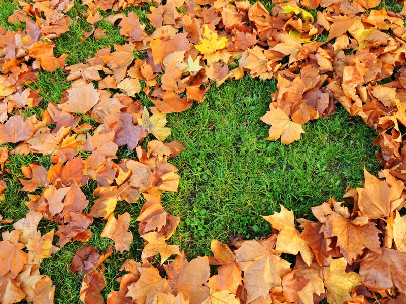 Die optimale Rasenpflege im Herbst, für ein vitales Wachstum im Frühjahr - Foto: presseportal.de