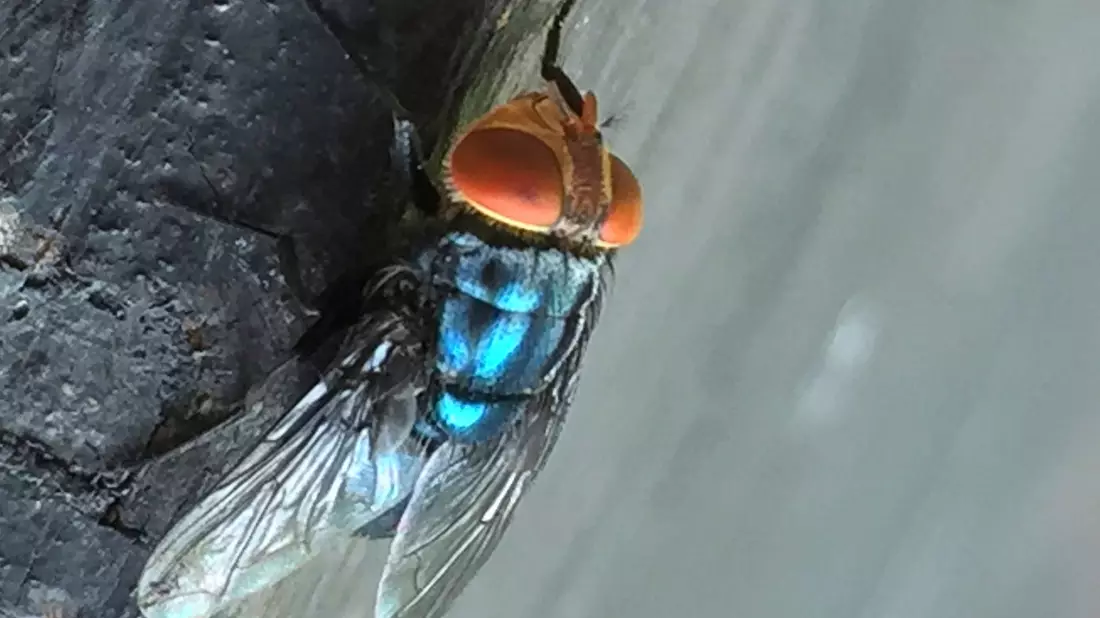 Es gibt gute Möglichkeiten, die Neuwelt-Schraubenwurmfliege gezielt zu bekämpfen. - Bild: Denise Bonilla/U.S. Department of Agriculture/AP/dpa
