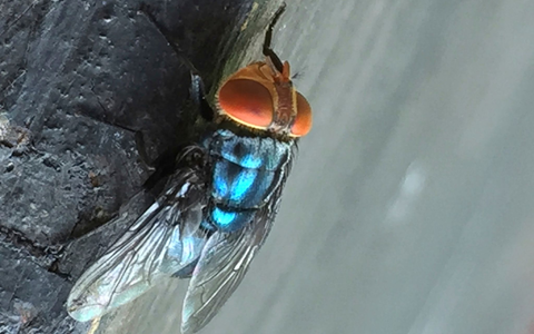Es gibt gute Möglichkeiten, die Neuwelt-Schraubenwurmfliege gezielt zu bekämpfen. - Foto: Denise Bonilla/U.S. Department of Agriculture/AP/dpa
