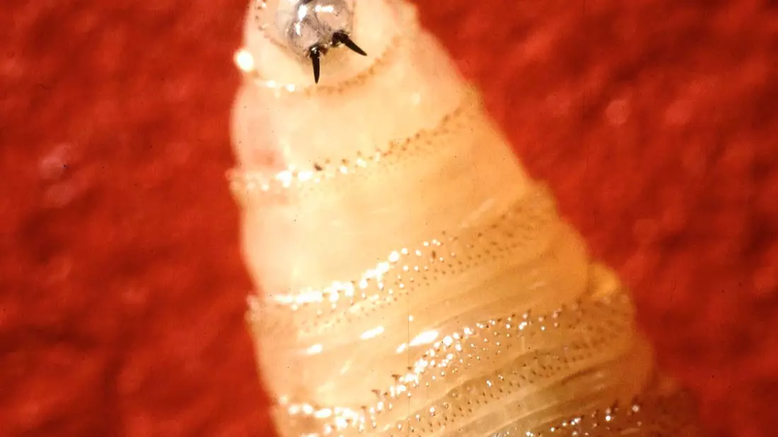 Die Maden der Neuwelt-Schraubenwurmfliege fressen sich tief ins Fleisch. - Bild: Uncredited/USDA Agricultural Research Service/AP/dpa