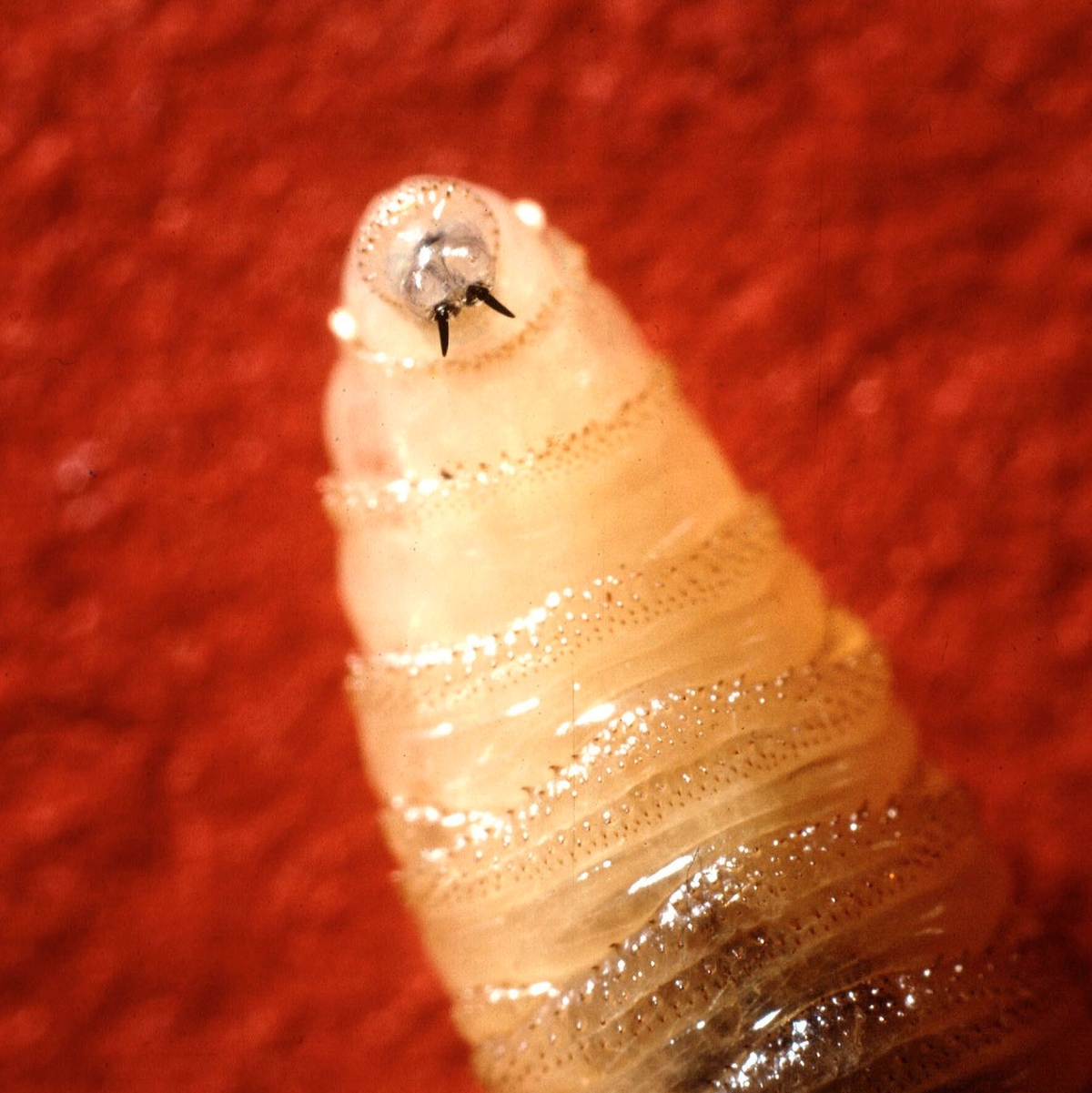 Die Maden der Neuwelt-Schraubenwurmfliege fressen sich tief ins Fleisch. - Foto: Uncredited/USDA Agricultural Research Service/AP/dpa