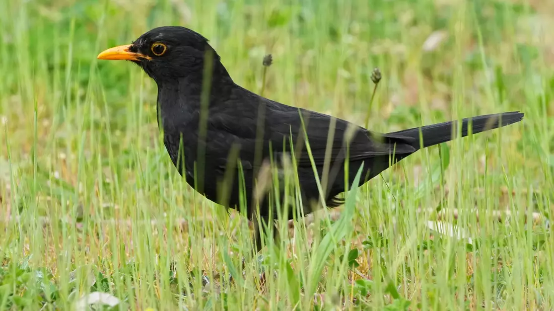 Die Amsel braucht naturnahe Gärten und Grünflächen. (Archiv) - Bild: Soeren Stache/dpa