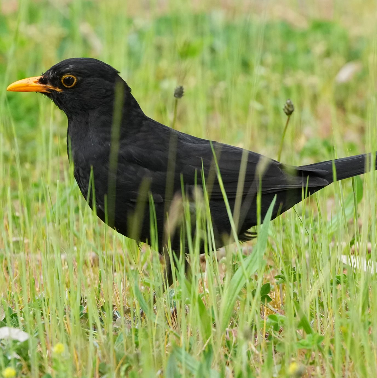 Die Amsel braucht naturnahe Gärten und Grünflächen. (Archiv) - Foto: Soeren Stache/dpa