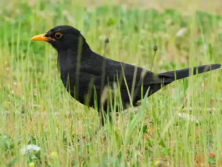 Die Amsel braucht naturnahe Gärten und Grünflächen. (Archiv) - Foto: Soeren Stache/dpa