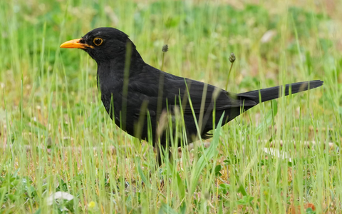 Die Amsel braucht naturnahe Gärten und Grünflächen. (Archiv) - Foto: Soeren Stache/dpa Die Amsel braucht naturnahe Gärten und Grünflächen. (Archiv) - Foto: Soeren Stache/dpa