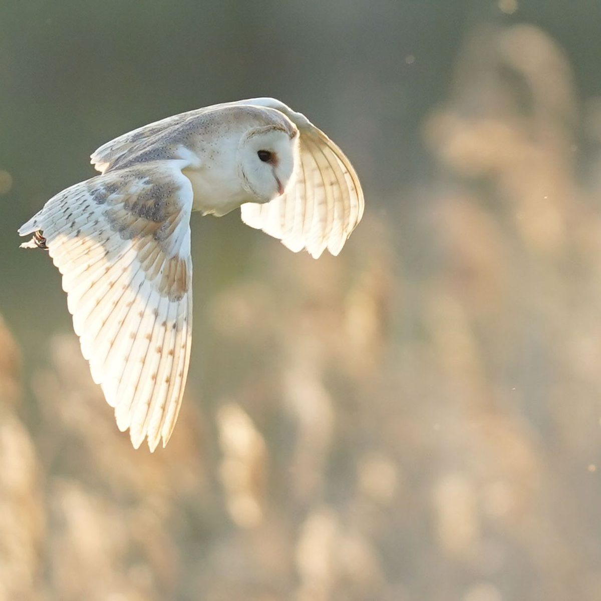 Die Schleiereule findet im Zuge von Gebäudesanierungen immer weniger Brutplätze. (Archiv) - Foto: James Manning/PA Wire/dpa