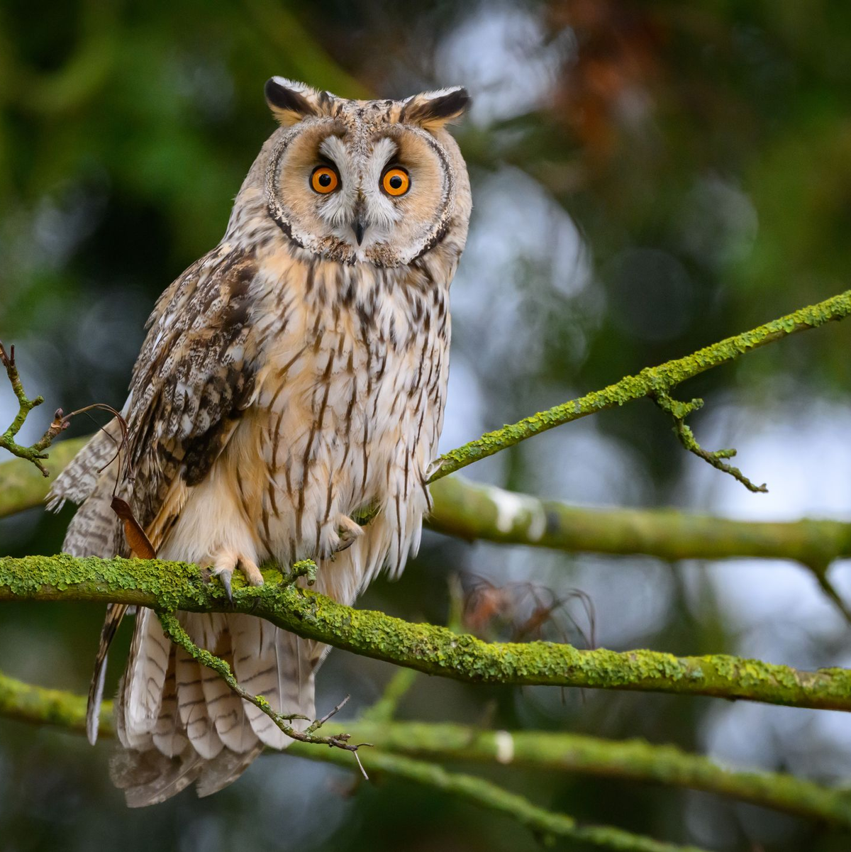 Die Waldohreule ähnelt mit ihren Federpuscheln am Kopf optisch dem Uhu, ist aber kleiner und schlanker. (Archiv) - Foto: Patrick Pleul/dpa