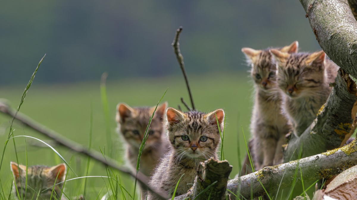 BUND: Europäische Wildkatzen bei forstlichen Arbeiten besser schützen / Umweltverband ruft dazu auf, Waldbewirtschaftung mit Wildkatzenschutz zu verbinden - Foto: presseportal.de