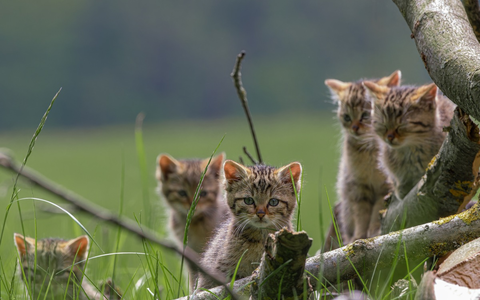BUND: Europäische Wildkatzen bei forstlichen Arbeiten besser schützen / Umweltverband ruft dazu auf, Waldbewirtschaftung mit Wildkatzenschutz zu verbinden - Foto: presseportal.de BUND: Europäische Wildkatzen bei forstlichen Arbeiten besser schützen / Umweltverband ruft dazu auf, Waldbewirtschaftung mit Wildkatzenschutz zu verbinden - Foto: presseportal.de