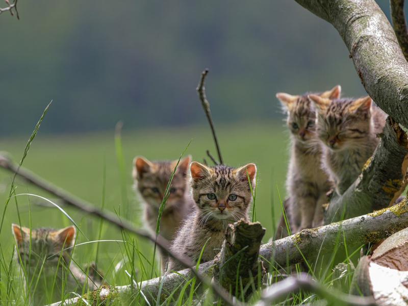 BUND: Europäische Wildkatzen bei forstlichen Arbeiten besser schützen / Umweltverband ruft dazu auf, Waldbewirtschaftung mit Wildkatzenschutz zu verbinden - Foto: presseportal.de