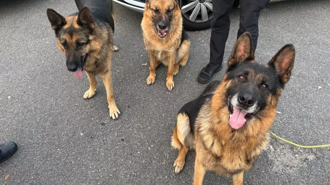 POL-OS: Osnabrück: Wurden diese Schäferhunde ausgesetzt? - Polizei bittet um Hinweise - Bild: presseportal.de