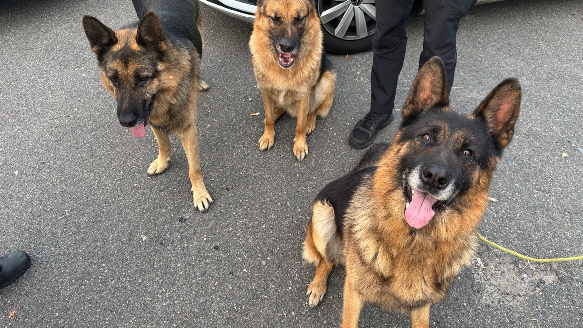 POL-OS: Osnabrück: Wurden diese Schäferhunde ausgesetzt? - Polizei bittet um Hinweise - Foto: presseportal.de